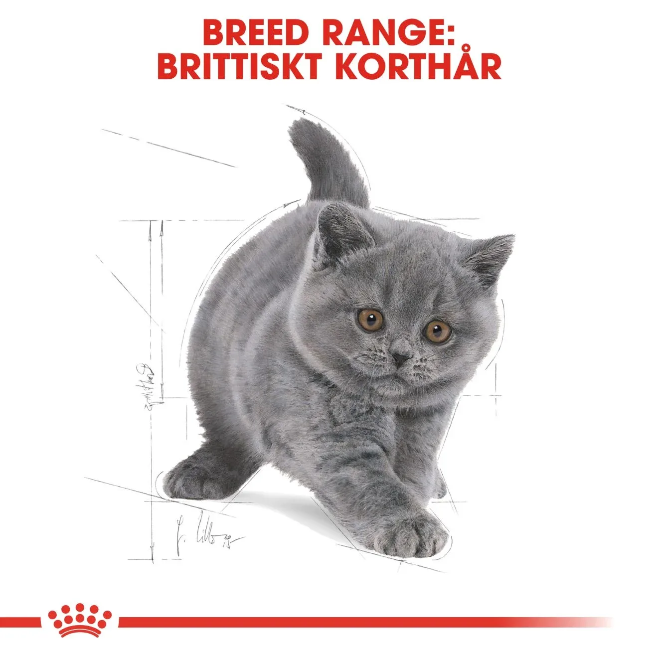 Royal Canin British Shorthair Kitten 2 kg Royal Canin