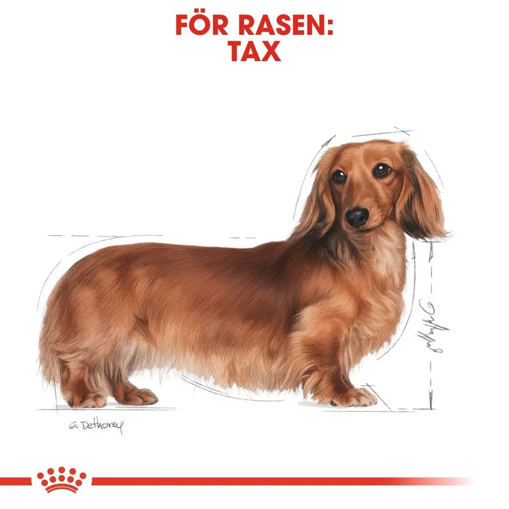 Royal Canin Dachshund Adult Loaf Våtfoder 12x85 g Royal Canin