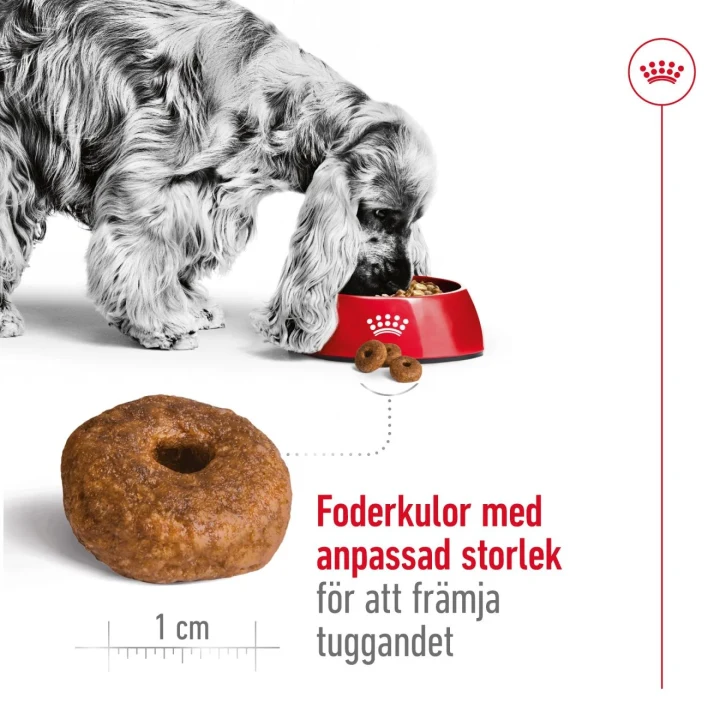 Royal Canin Medium Ageing 10+ Dog 15 kg Royal Canin