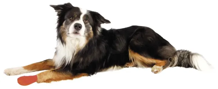 Trixie Självhäftande Bandagebinda Bitter 5 cm/4,5 m 4 st Trixie