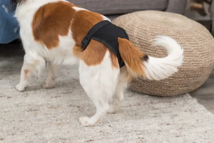 Trixie Tikskydd Svart S-M Trixie