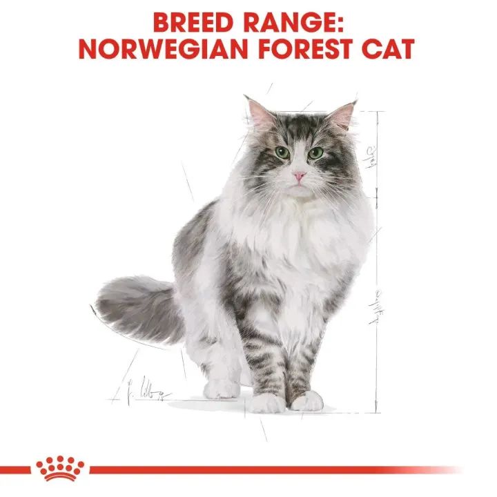 Royal Canin Norwegian Forest Cat Adult  10 kg Royal Canin