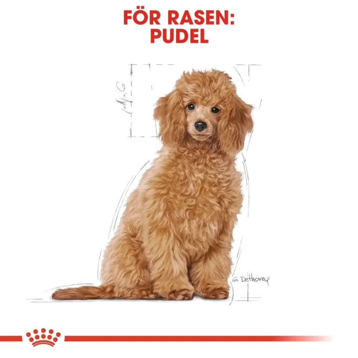 Royal Canin Poodle Puppy 3 kg Royal Canin
